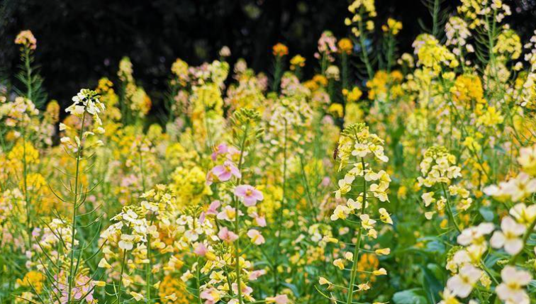 “早春多是小黄花”,在凯发k8为何“失灵”?专家揭秘