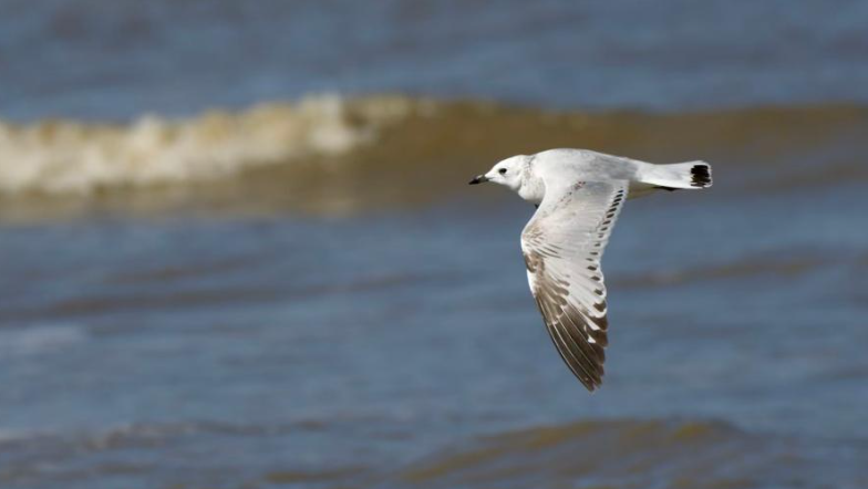 走!跟着“鸟友”去林间水边赏飞羽之美